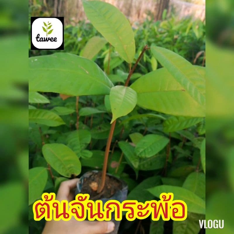 ต้นจันกระ​พ้อ​ จันกระ​พ้อ​ ต้นไม้​ไทยที่มีดอกกลิ่นหอม​