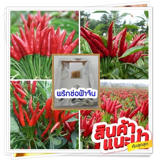 (ซื่อ 3 แถม1) จำนวน 500 เม็ด/ซอง พริกช่อฟ้าจีนดอกมาก ปลูกได้ทั้งปี ตลาดต้องการสูง  มีคู่มือการเพาะปลูก