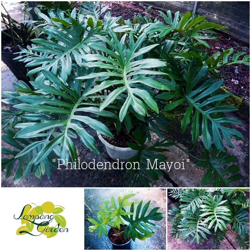👑ต้นฟิโลเดนดรอนมาโยอิ มาโยอิ Philodendron Mayoi ไม้ประดับ ไม้ใบ👑