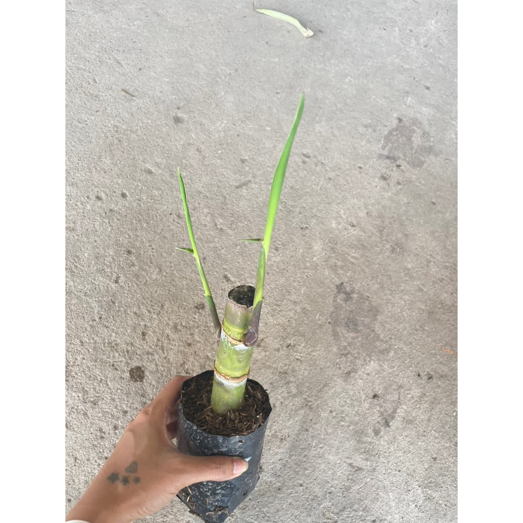 ต้นพันธุ์ อ้อยสุพรรณบุรี50 คั้นน้ำ   ถุงละ29บาท พร้อมปลูกในถุงดำ