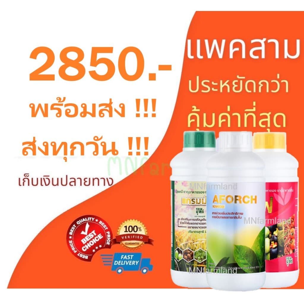 เอฟอช + แกรมม่าทู + ซีโฟ แพค 3 ขวด ขนาดขวดละ 1 ลิตร ปุ๋ยน้ำอาหารเสริม ช่วยขั้วแน่น ผลดก ผลใหญ่ โตเกินคาด