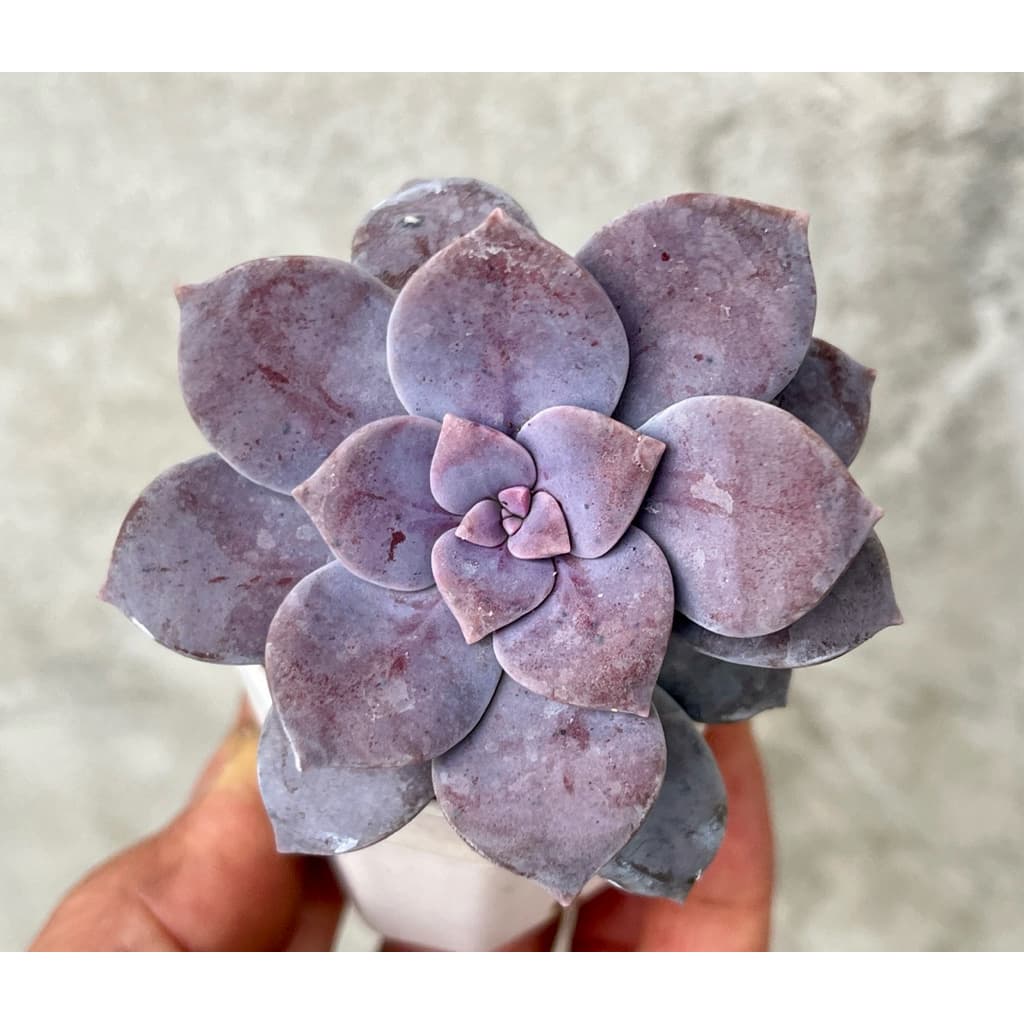 Graptopetalum superbum ไม้อวบนำ้ กุหลาบหิน ขนาาด 2 นิัว