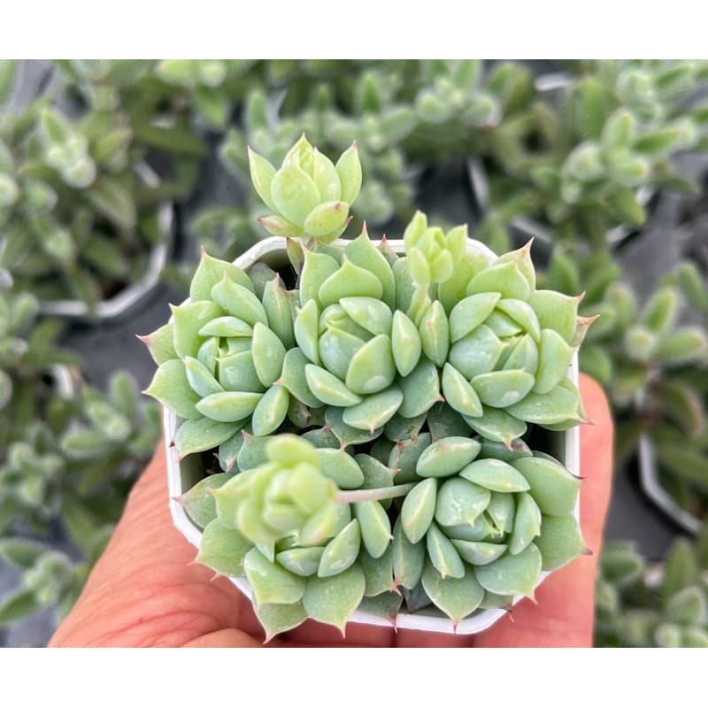 Graptopetalum Macdougallii ไม้อวบน้ำ กุหลาบหิน ขนาด 2 นิ้ว