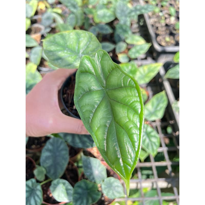 Alocasia dragon scale กระถาง 4“