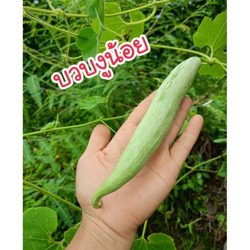 เมล็ดพันธุ์บวบงูน้อย 20 เมล็ด (พันธุ์แท้)