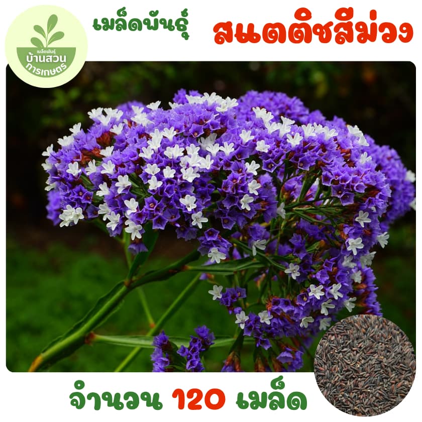 เมล็ดพันธุ์ดอกสแตติสสีม่วง 120 เมล็ด