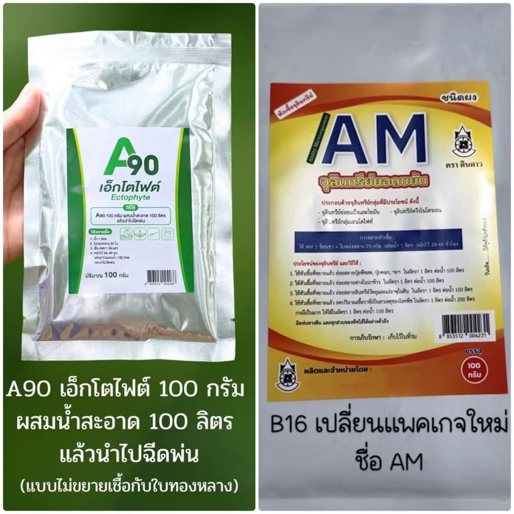 B16 / AM90 จุลินทรีย์ยอดขยัน ป้องกันโรคพืช ไมคอไรซ่า หัวเชื้อจาวปลวก พืชโตเร็ว เพิ่มผลผลิต